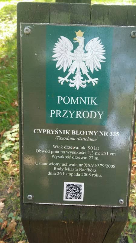 Cypryśnik Błotny - Pomnik Przyrody - Image 2