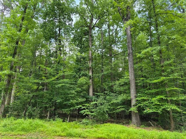 Irvins Creek Greenway (Idlewild Rd Park Entrance) - Image 2