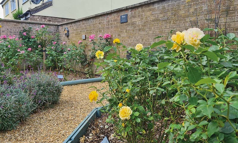 The Rose Garden - Image 1