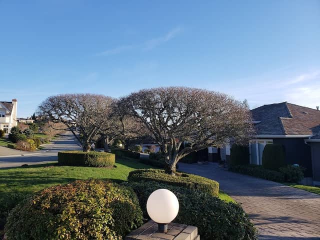 Lakemont Highlands Neighborhood Park - Image 1