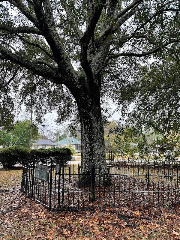 The Tree That Owns Itself - Image 2