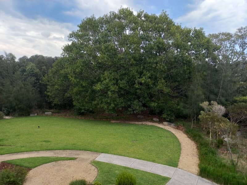 Big old tree - Image 1