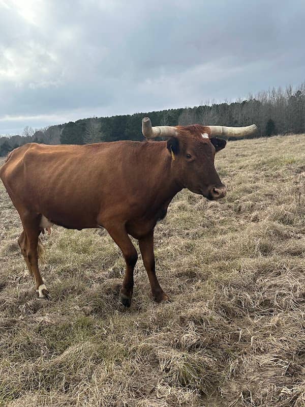 Cow Patty Ranch - Image 3