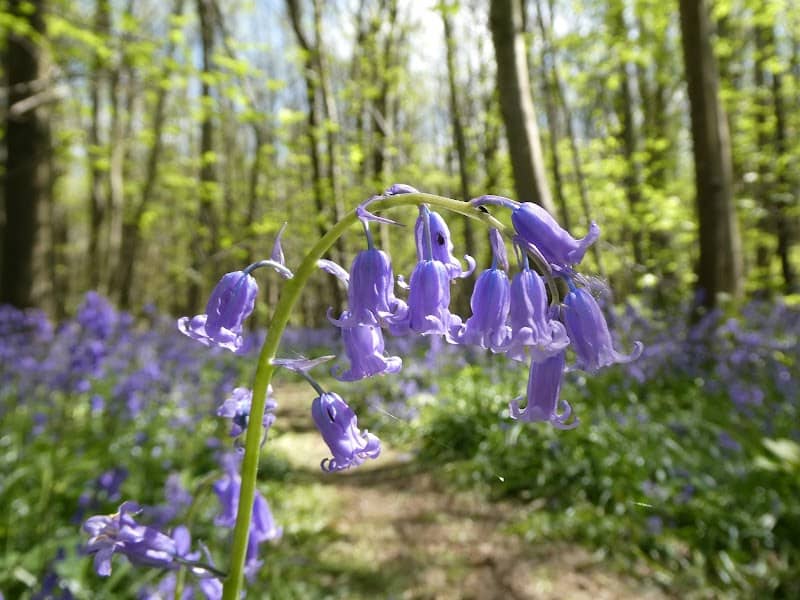 Kings Wood - Image 2