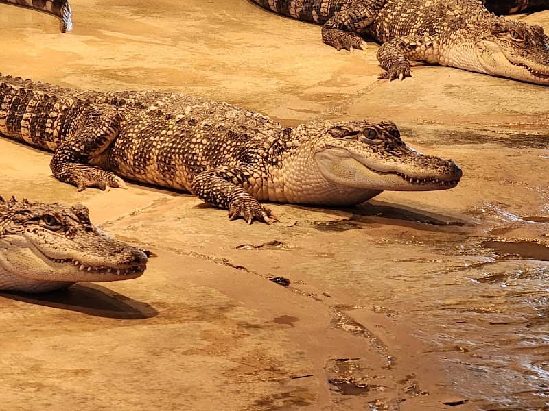 Reptile Lagoon - Image 1