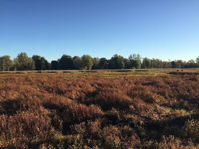 Oak Orchard Wildlife Management Area - Image 1