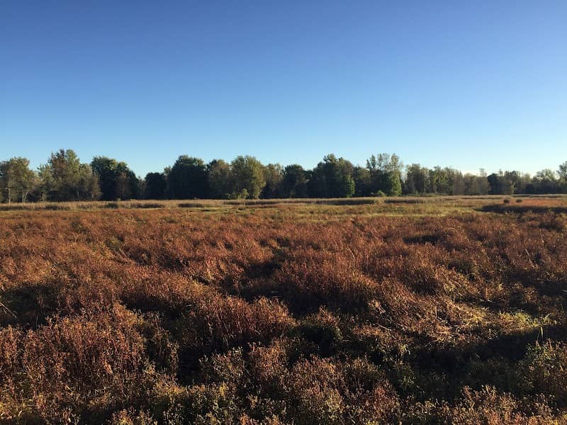 Oak Orchard Wildlife Management Area - Image 1