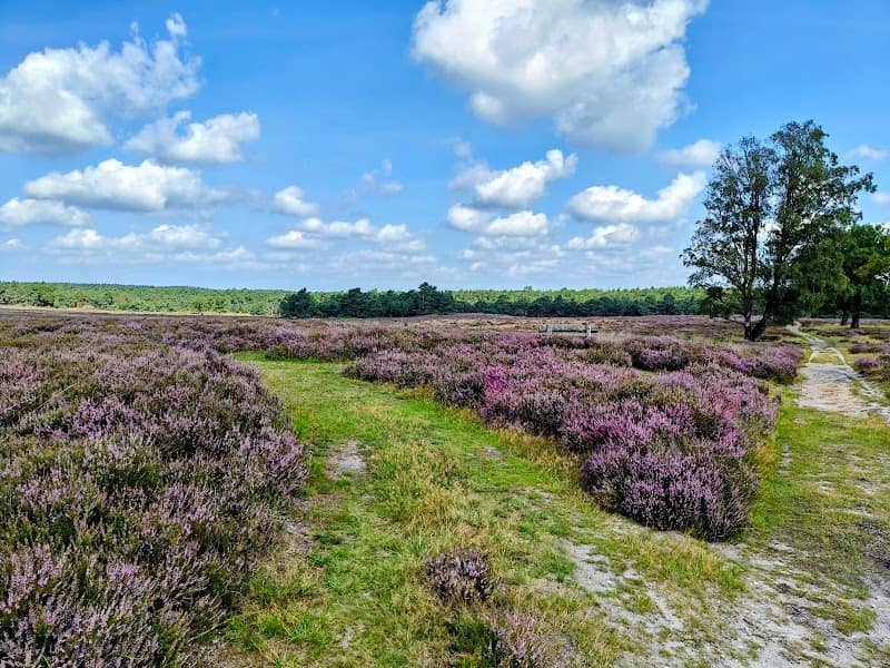 Deelerwoud - Image 1