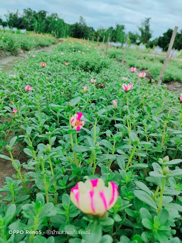 บ้านสวนอภัยพินณ์ - Image 1