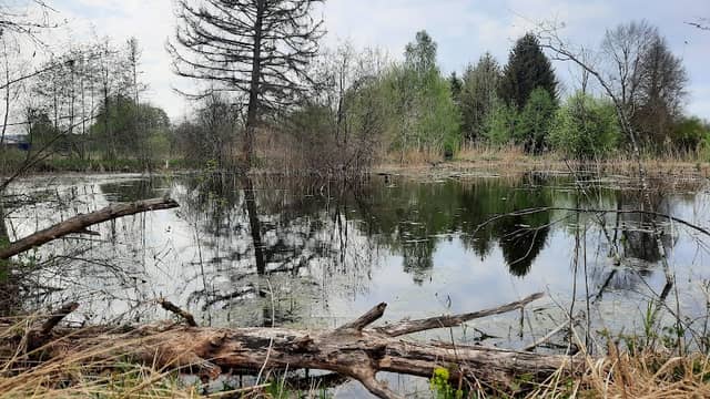 Biotop am Wertachstausee - Image 1