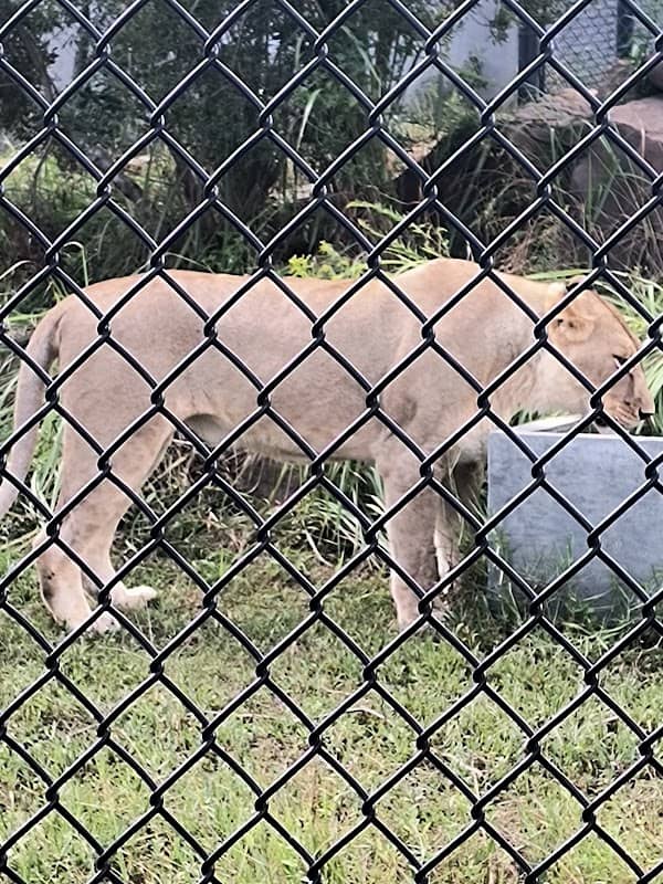 Alabama Gulf Coast Zoo - Image 2