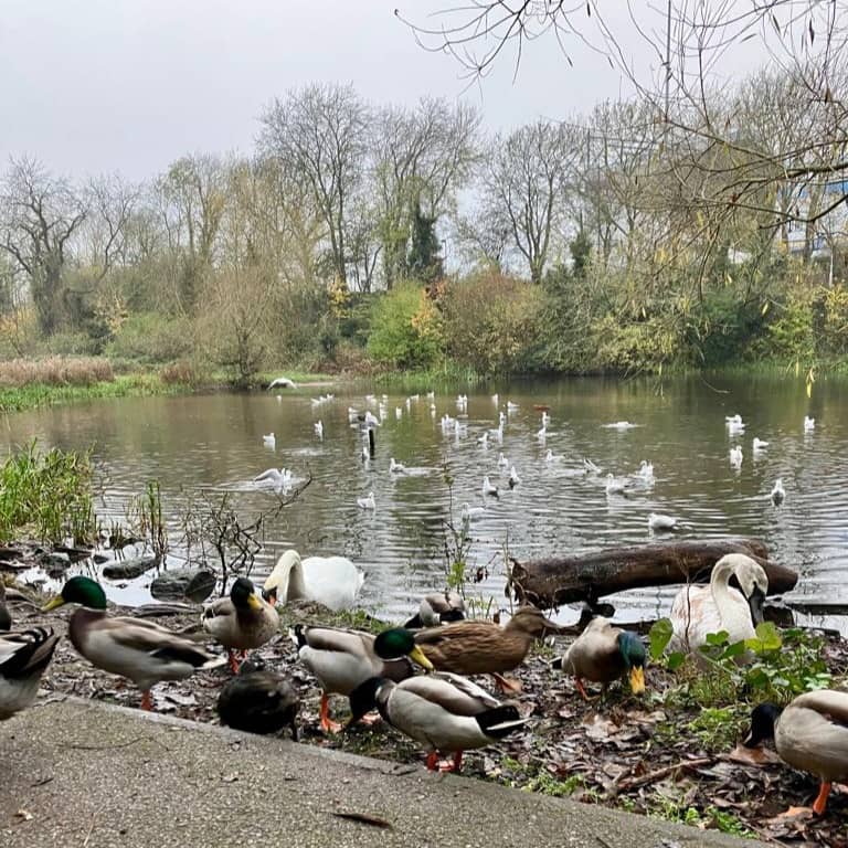 Field Mill Pond - Image 2