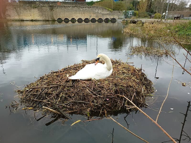 Field Mill Pond - Image 1