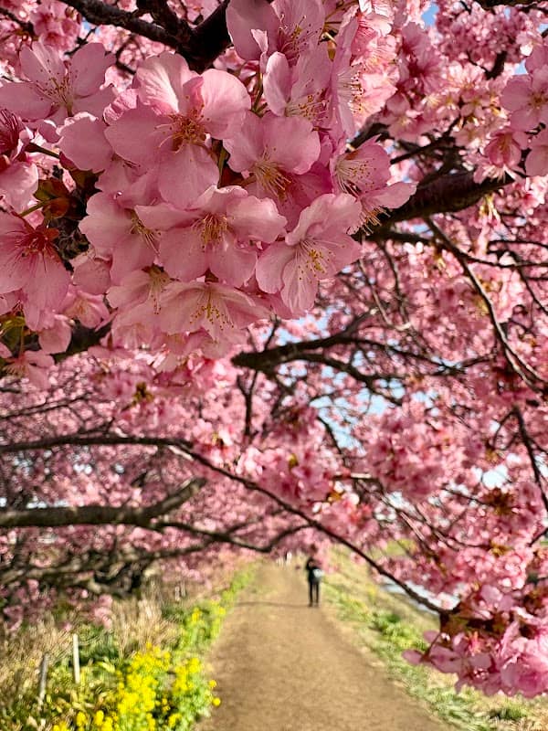 Kawazu cherry blossoms along the Koide River - Image 1