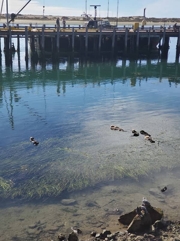 Morro Bay T Pier (Otter Viewing Area) - Image 2