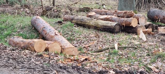 Naunhofer Wald - Image 2