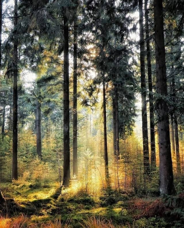 Naunhofer Wald - Image 1