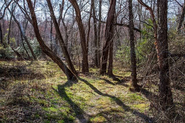 Severn Run Natural Environment Area - Image 1