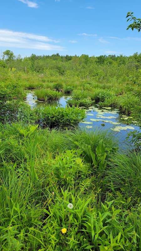 Bog Meadow Brook Trail - Image 1