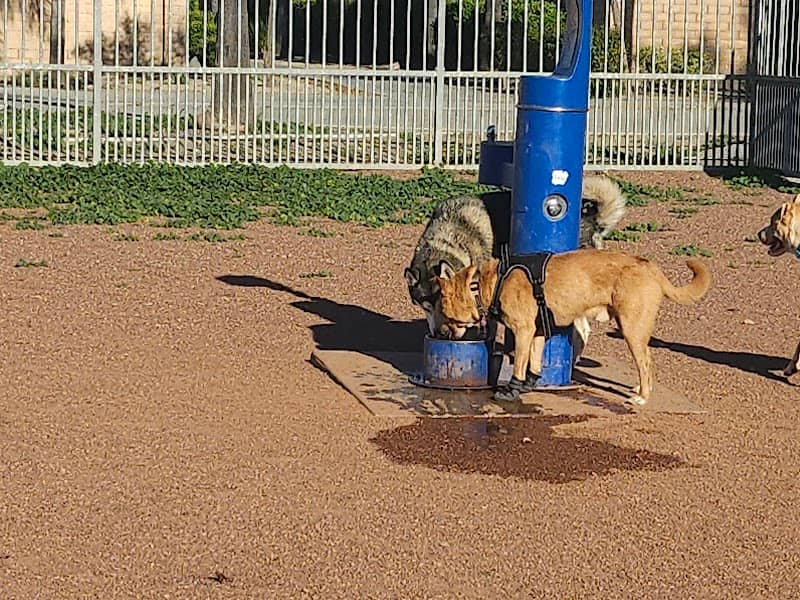 Dog Park - Image 2
