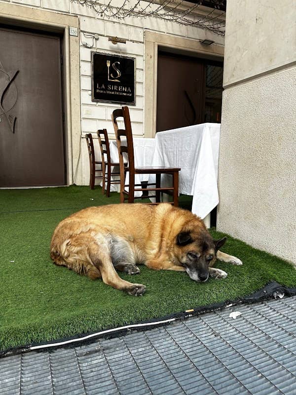Pippo - Image 1