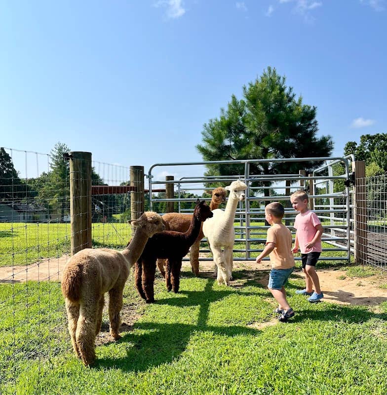 Misty Pond Alpaca and Maremmas - Image 1