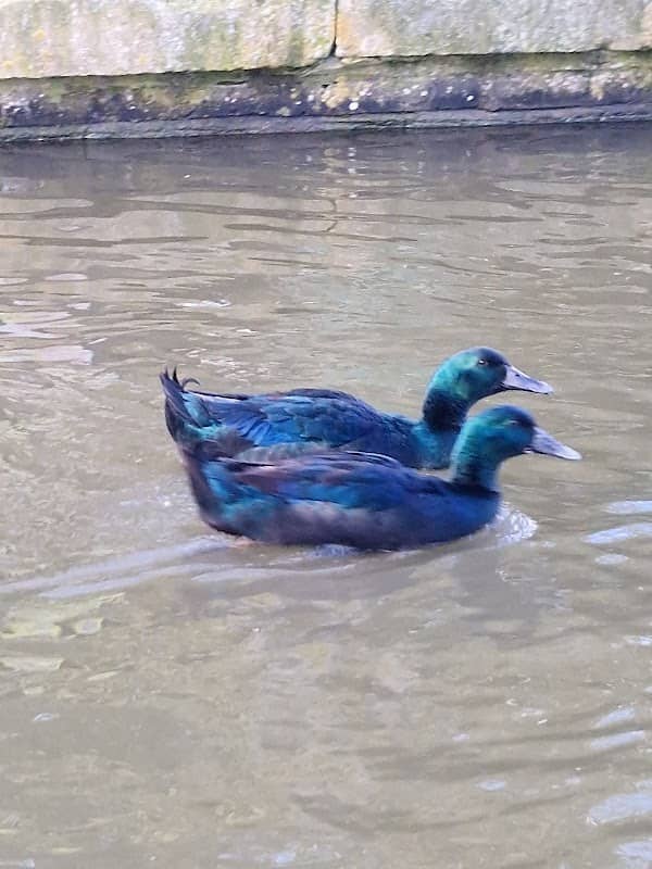 Grove Lake - Image 2