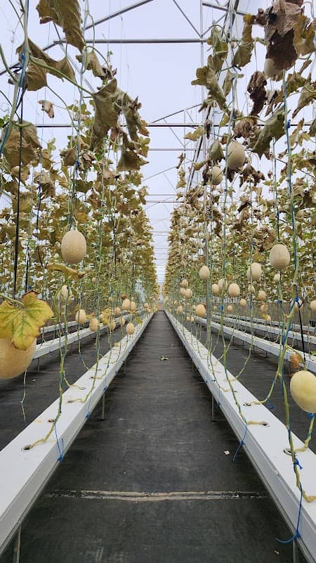 Agrowisata YUBARI MELON - Image 1