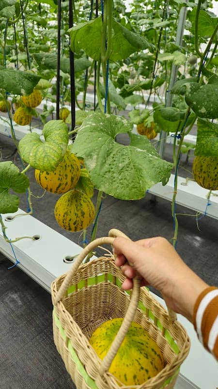 Agrowisata YUBARI MELON - Image 2