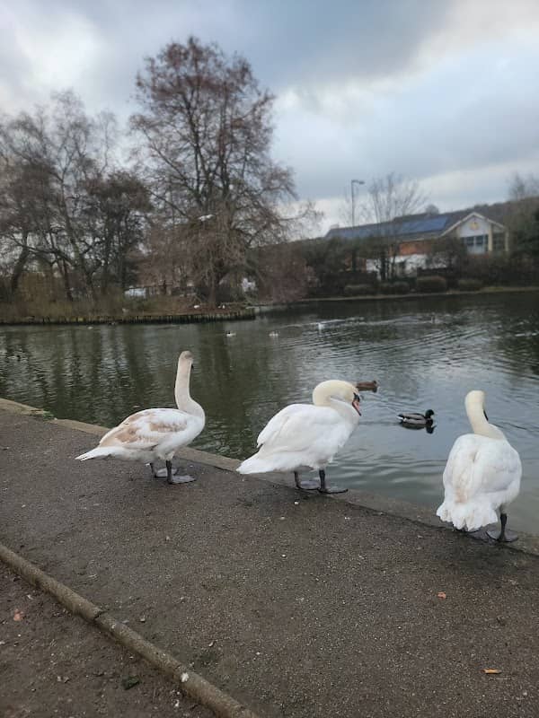 The Duck Bank - Image 1