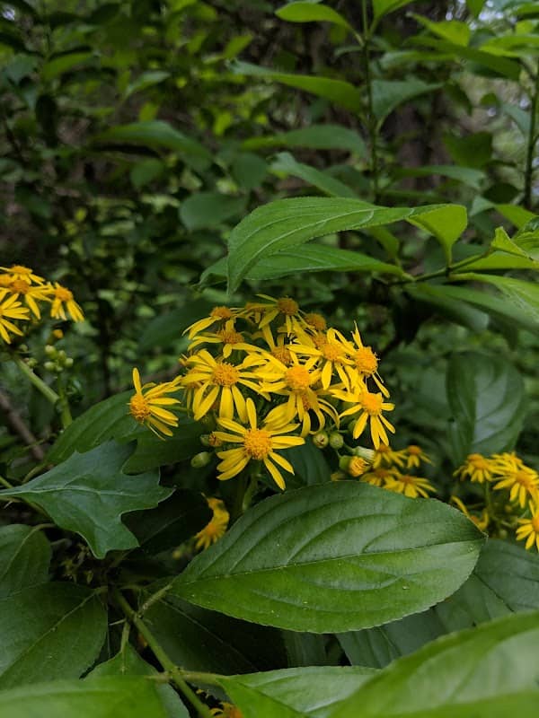 Trillium Trails Wildflower Preserve - Image 1
