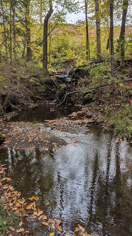 Northfield Town Forest - Image 2