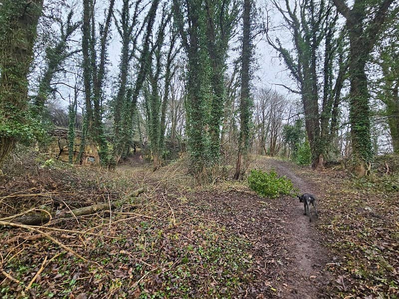Pleasley woods - Image 1