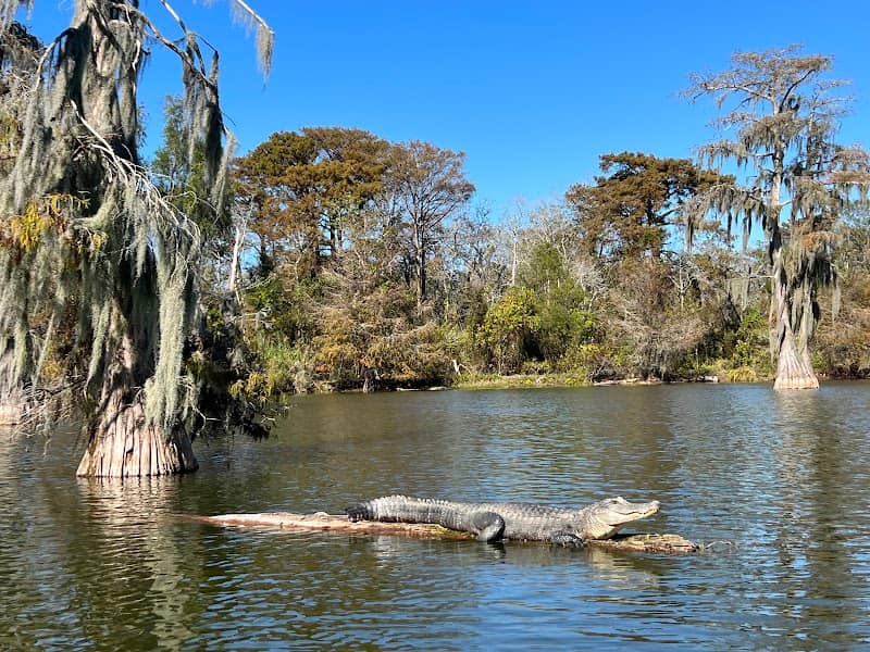 Cajun Country Swamp Tours - Image 2