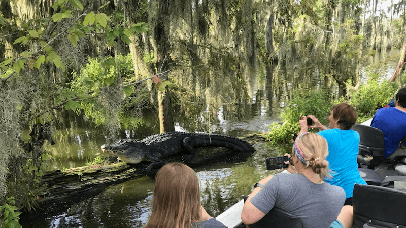 Cajun Country Swamp Tours - Image 3