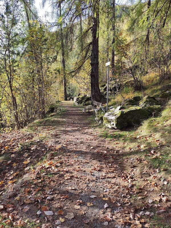 Pineta di Serleveggio - Image 2