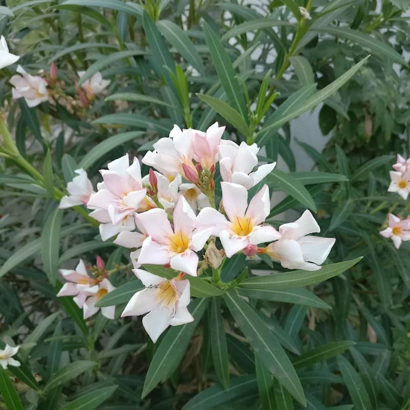 Devilaba Garden - Image 1
