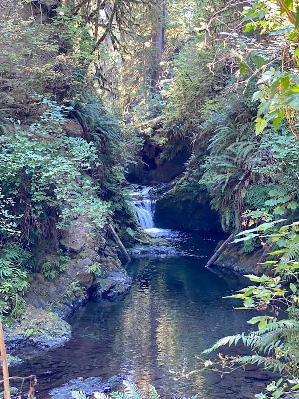 Valley of Giants Nature Tours - Image 2