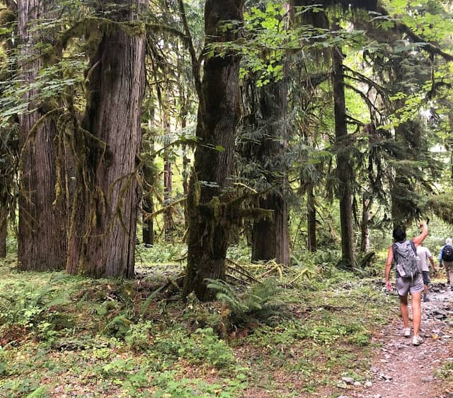 Valley of Giants Nature Tours - Image 1