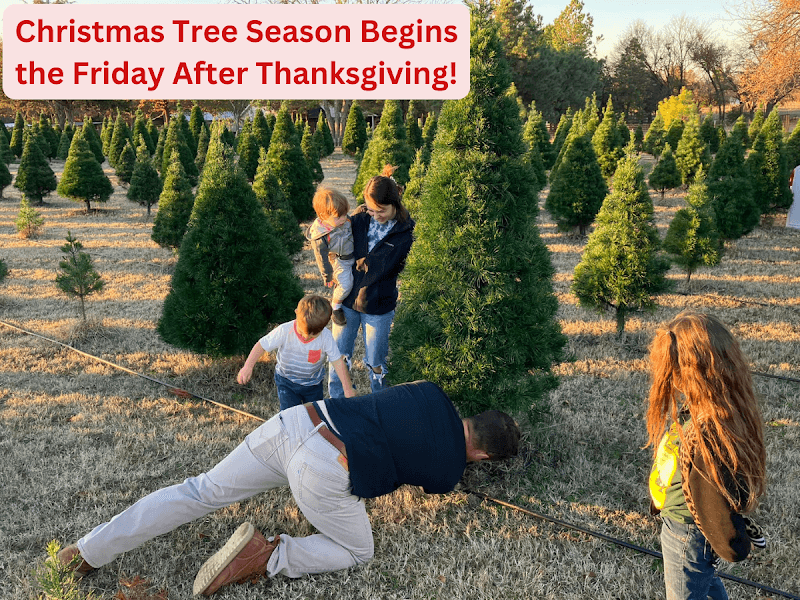 Cross Timbers Christmas Tree Farm and Pumpkin Patch - Image 1