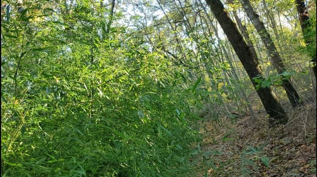 Bamboo Grove of Great Pond Nature Preserve - Image 1