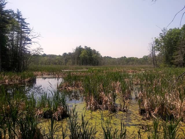 Franklin Woods - Bridle Path, Madison Ave., Phaeton Lane, Steeplechase Rd. - MLT - Image 2