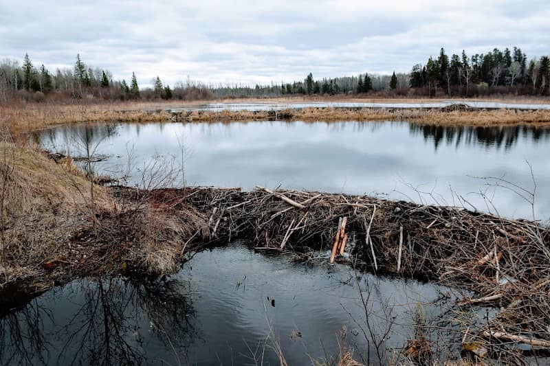 The Beaver Pond - Image 1