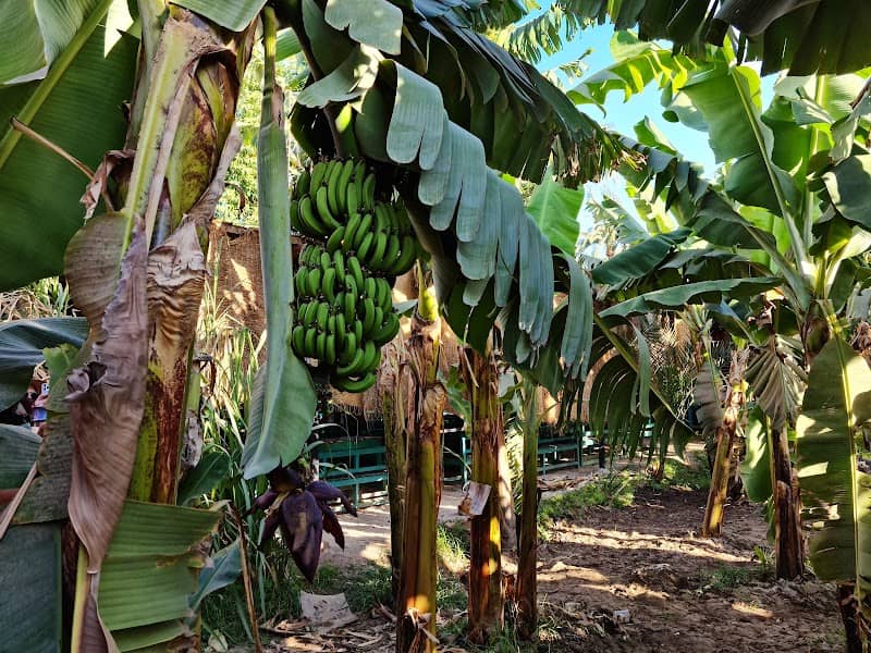 Banana Island Sara - Image 2
