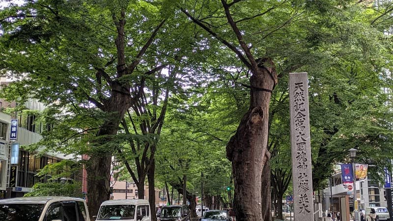 Babadaimon Zelkova Trees - Image 1