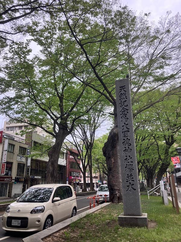 Babadaimon Zelkova Trees - Image 2