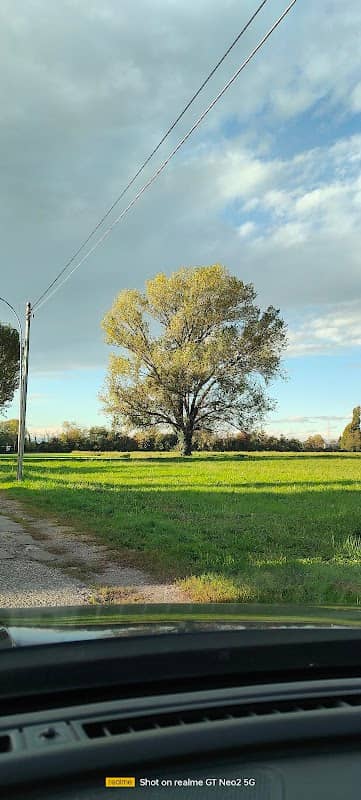 Pioppo monumentale - Image 1