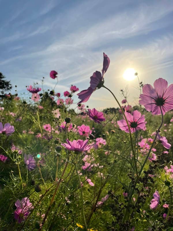 Fields of Fortitude - Image 2