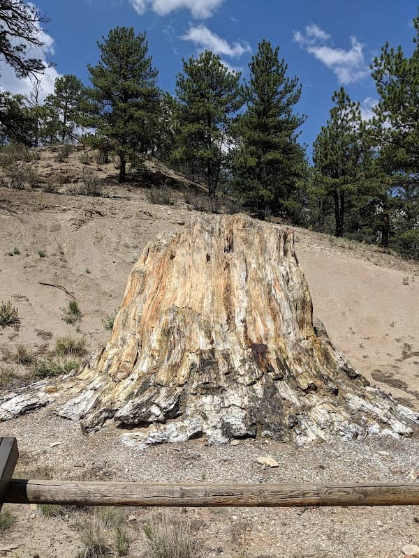 Big Stump - Image 1