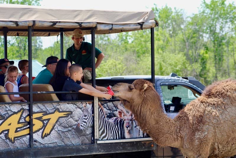 Taylor's Wilderness Safari - Image 1